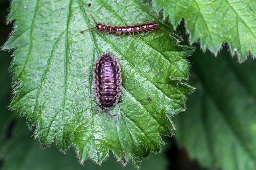 Réf. 213 093 : Oniscus asellus
